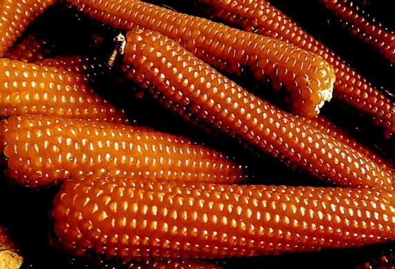 Il mais Marano: vicende e caratteristiche image