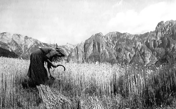 Alberi da frutto e cereali a Valli del Pasubio ed Enna nel passato image