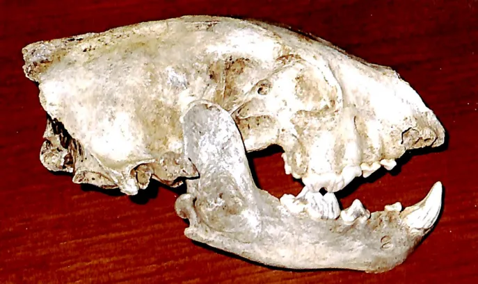 Terre e paesaggi lontani... nel tempo a Monte di Malo image